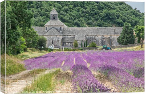 Provence lavender fields in France  Canvas Print by Holly Burgess