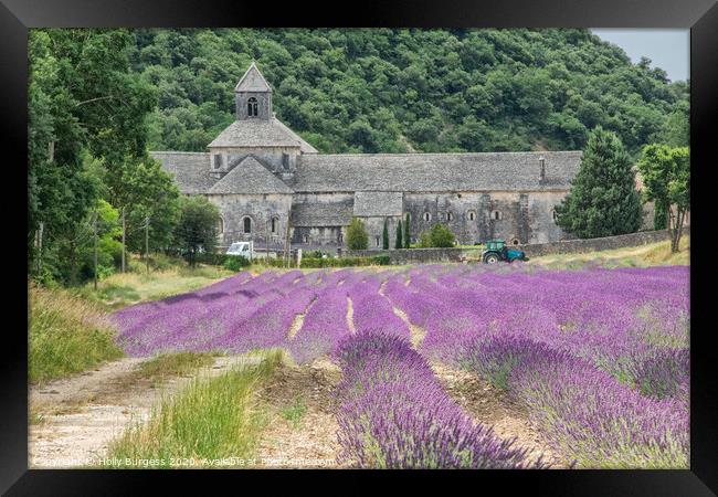 Provence lavender fields in France  Framed Print by Holly Burgess