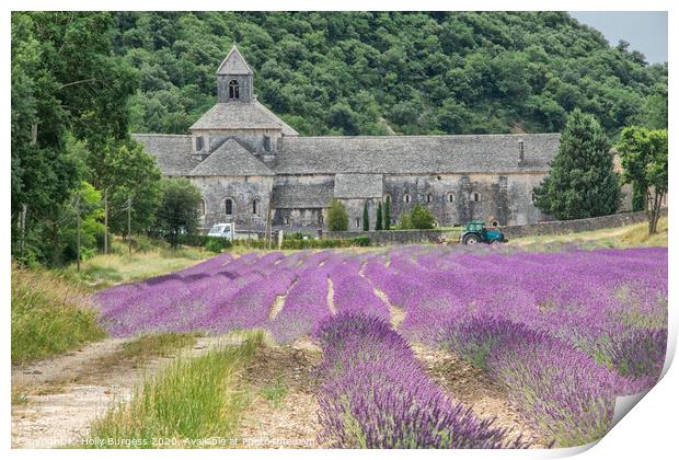 Provence lavender fields in France  Print by Holly Burgess