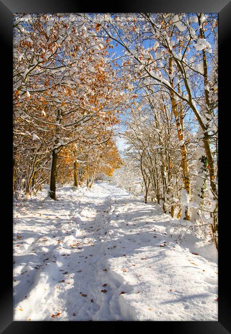 Derbyshire woodland pathway in snow. Framed Print by David Birchall