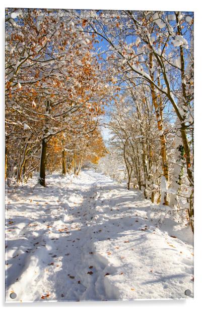 Derbyshire woodland pathway in snow. Acrylic by David Birchall