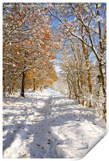 Derbyshire woodland pathway in snow. Print by David Birchall