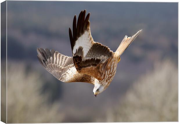 A close up of a bird flying in the sky Canvas Print by Grant Glendinning