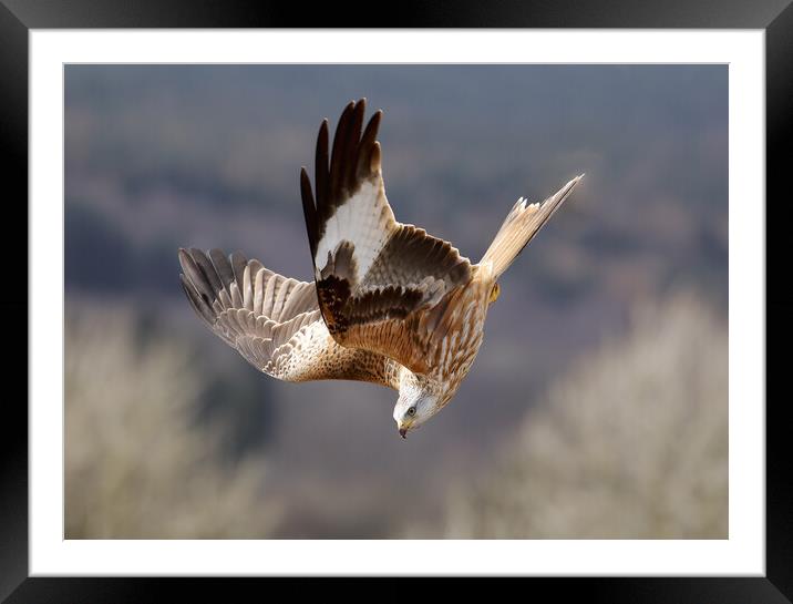 A close up of a bird flying in the sky Framed Mounted Print by Grant Glendinning