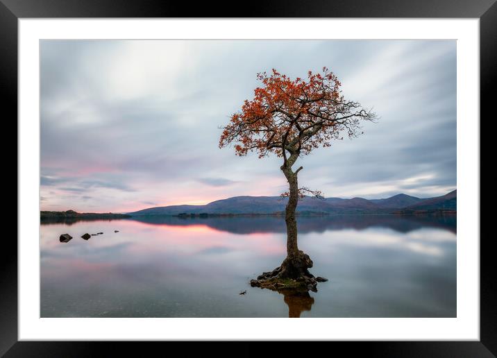 Milarrochy Bay Tree Sunset - Loch Lomond Framed Mounted Print by Grant Glendinning