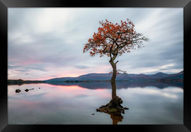 Milarrochy Bay Tree Sunset - Loch Lomond Framed Print by Grant Glendinning