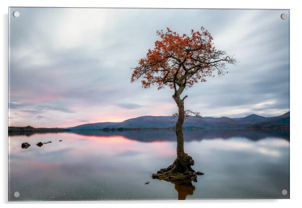 Milarrochy Bay Tree Sunset - Loch Lomond Acrylic by Grant Glendinning