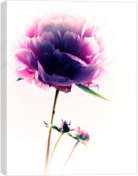 Simply Pink Canvas Print by Aj’s Images