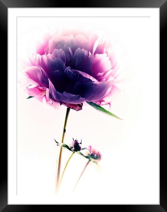 Simply Pink Framed Mounted Print by Aj’s Images