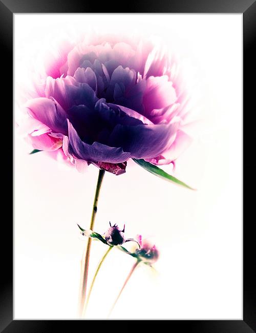 Simply Pink Framed Print by Aj’s Images