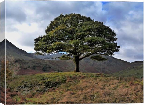 one tree hill Cumbria Lake district Ullswater Canvas Print by darrell haywood