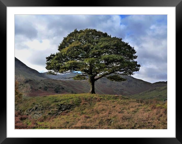 one tree hill Cumbria Lake district Ullswater Framed Mounted Print by darrell haywood