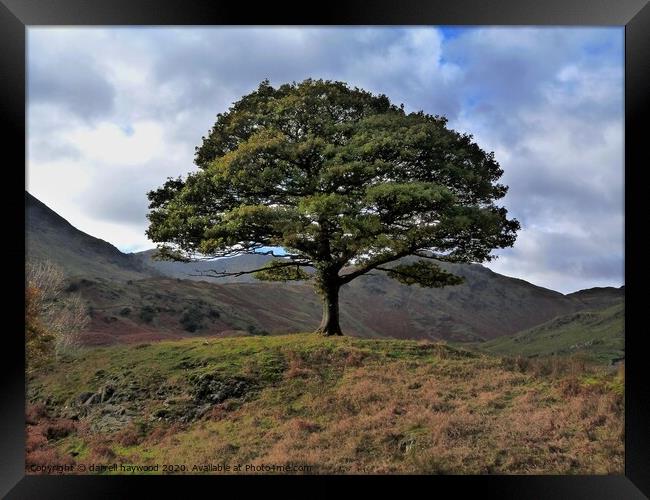 one tree hill Cumbria Lake district Ullswater Framed Print by darrell haywood