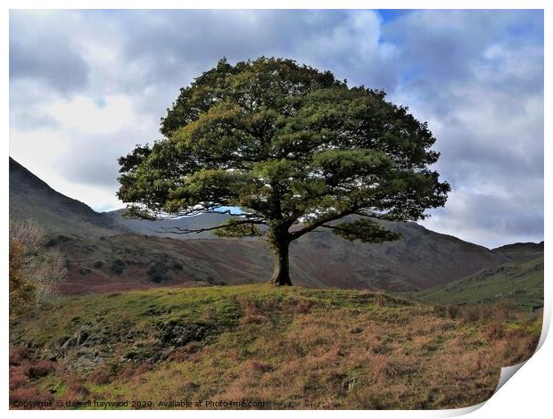 one tree hill Cumbria Lake district Ullswater Print by darrell haywood