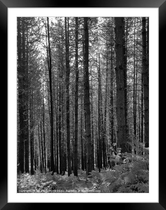 Forest Framed Mounted Print by HELEN PARKER