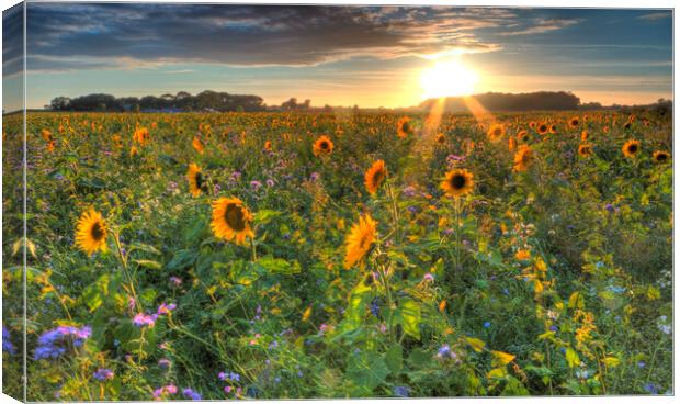 Sunflower Field Canvas Print by Mick Vogel