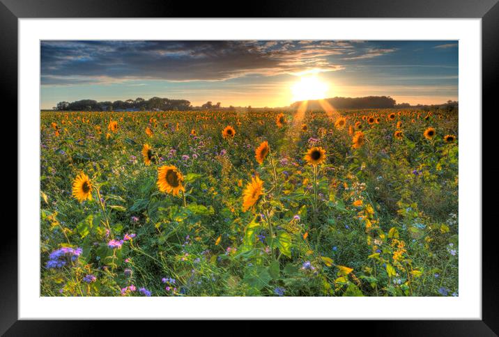 Sunflower Field Framed Mounted Print by Mick Vogel