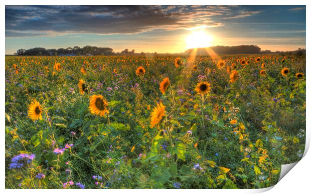 Sunflower Field Print by Mick Vogel