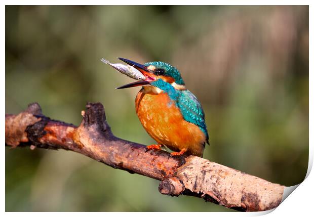 Kingfisher Print by Mick Vogel