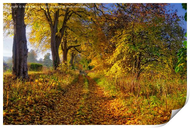 Autumn colours, Moncrieffe island, River Tay,  Per Print by Navin Mistry