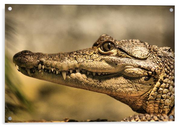 Morelot's Crocodile Acrylic by Sandi-Cockayne ADPS
