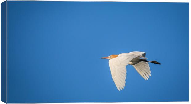 Egret in flight Canvas Print by Pete Evans