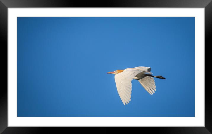 Egret in flight Framed Mounted Print by Pete Evans