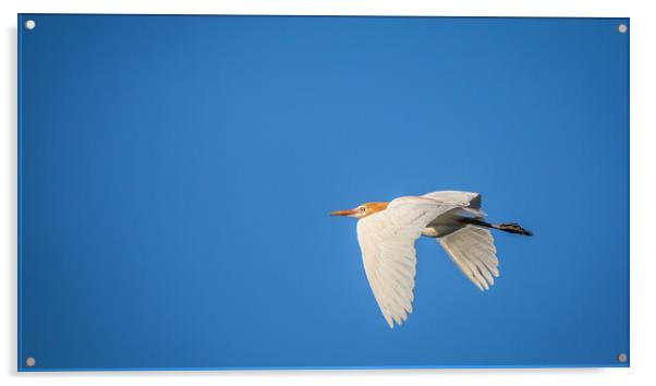 Egret in flight Acrylic by Pete Evans