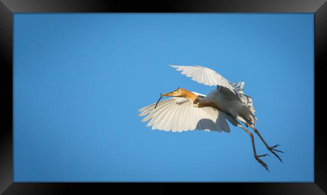 Cattle Egret in flight Framed Print by Pete Evans