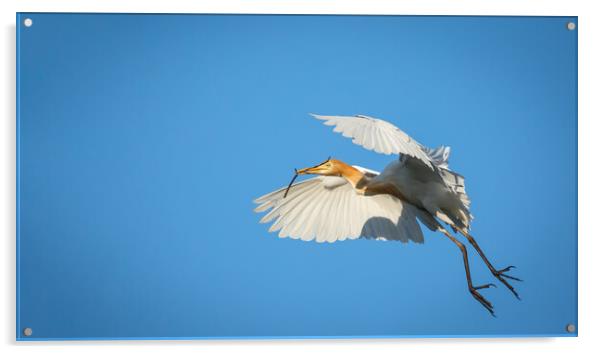 Cattle Egret in flight Acrylic by Pete Evans