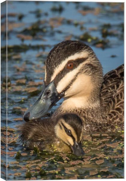 A duck swimming with chick Canvas Print by Pete Evans