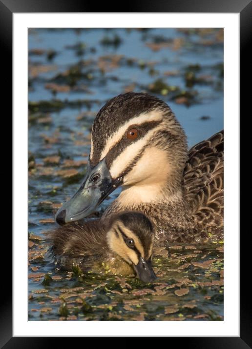A duck swimming with chick Framed Mounted Print by Pete Evans