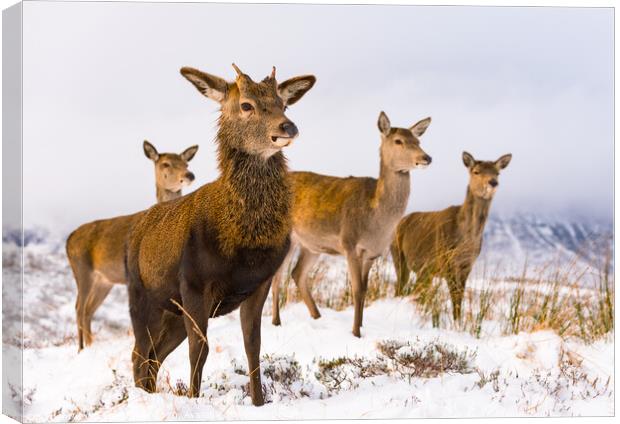 Red Deer family Scottish Highlands Winter Canvas Print by Northern Wild