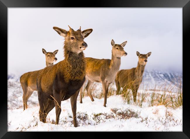 Red Deer family Scottish Highlands Winter Framed Print by Northern Wild