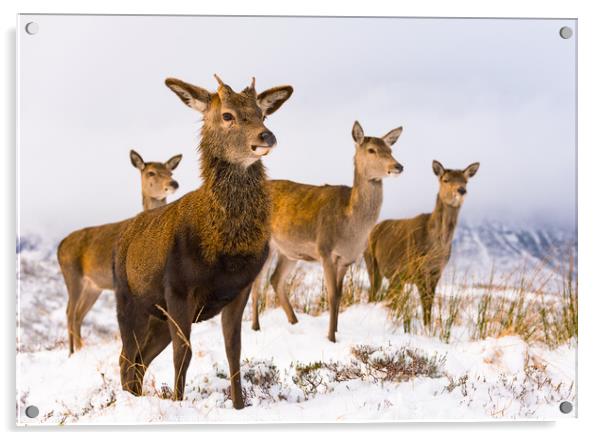 Red Deer family Scottish Highlands Winter Acrylic by Northern Wild