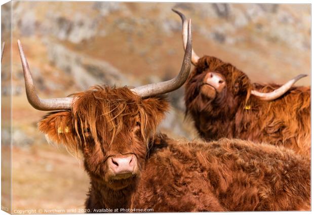 Funny Highland Cows Canvas Print by Northern Wild