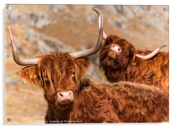 Funny Highland Cows Acrylic by Northern Wild