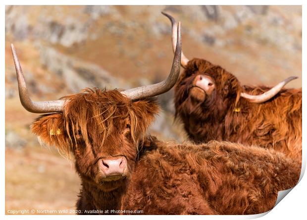 Funny Highland Cows Print by Northern Wild