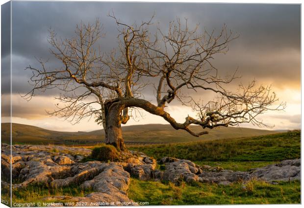 Dramatic tree Yorkshire Dales Canvas Print by Northern Wild