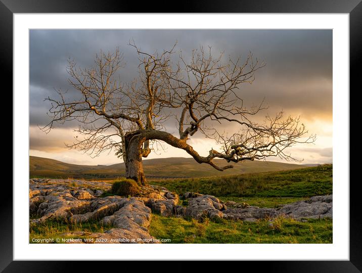 Dramatic tree Yorkshire Dales Framed Mounted Print by Northern Wild