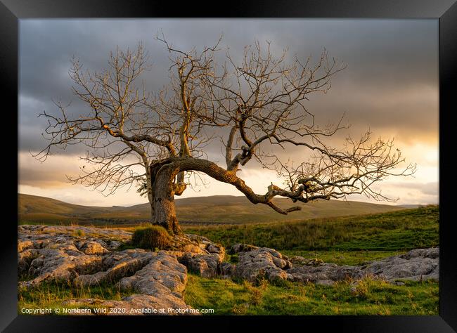 Dramatic tree Yorkshire Dales Framed Print by Northern Wild