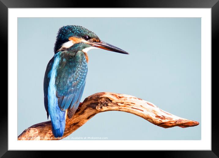 Common Kingfisher Framed Mounted Print by PhotoStock Israel
