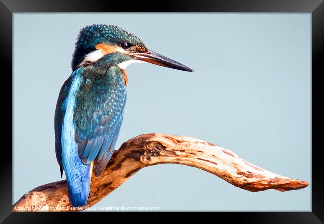 Common Kingfisher Framed Print by PhotoStock Israel