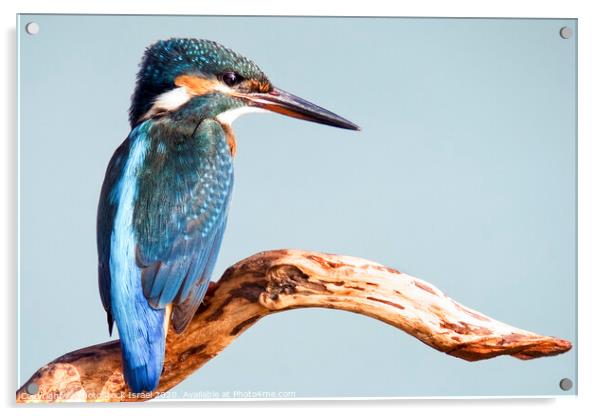 Common Kingfisher Acrylic by PhotoStock Israel