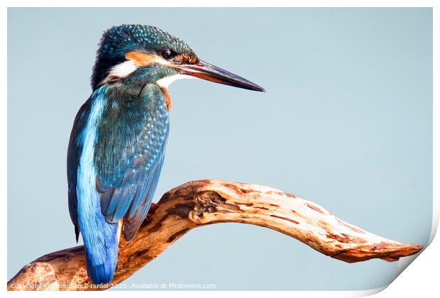 Common Kingfisher Print by PhotoStock Israel