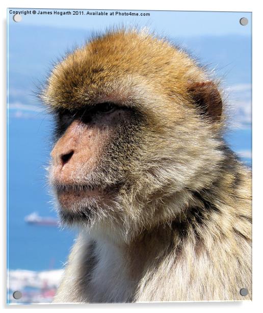 Gibraltar Barbary Ape Acrylic by James Hogarth