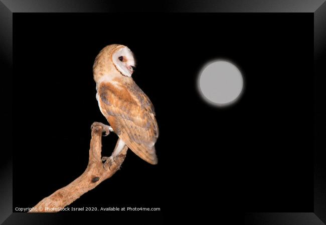 Barn Owl (Tyto alba) Framed Print by PhotoStock Israel