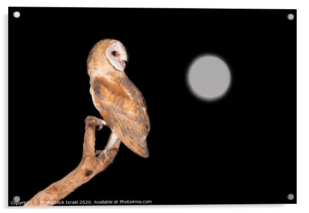 Barn Owl (Tyto alba) Acrylic by PhotoStock Israel