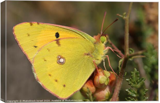 Dark Clouded Yellow (Colias croceus) Canvas Print by PhotoStock Israel