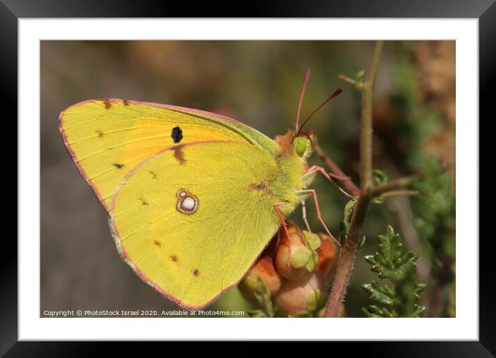 Dark Clouded Yellow (Colias croceus) Framed Mounted Print by PhotoStock Israel